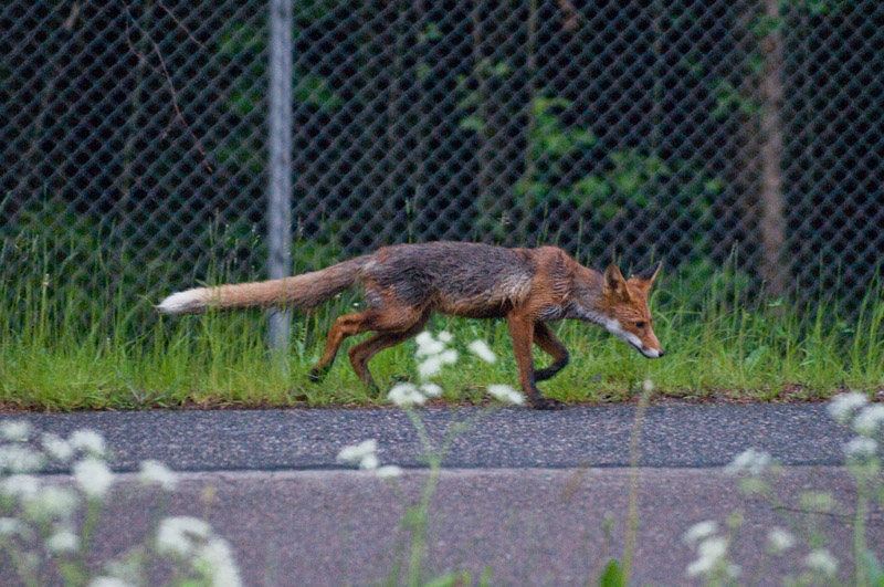 Kettua iso6400 200mm f2,8 1-160s.jpg - kasivaralta - pikku vapinaa kasissa joten lievaa epatarkkuutta hitailla suljinajoilla.